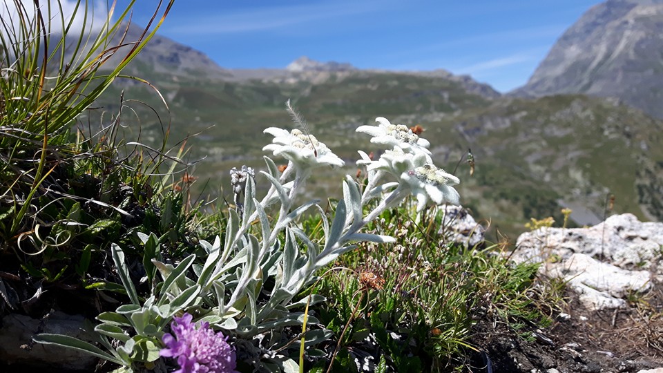 Stelle Alpine ai Denti di Chiomonte (Cristina Gulivetto)